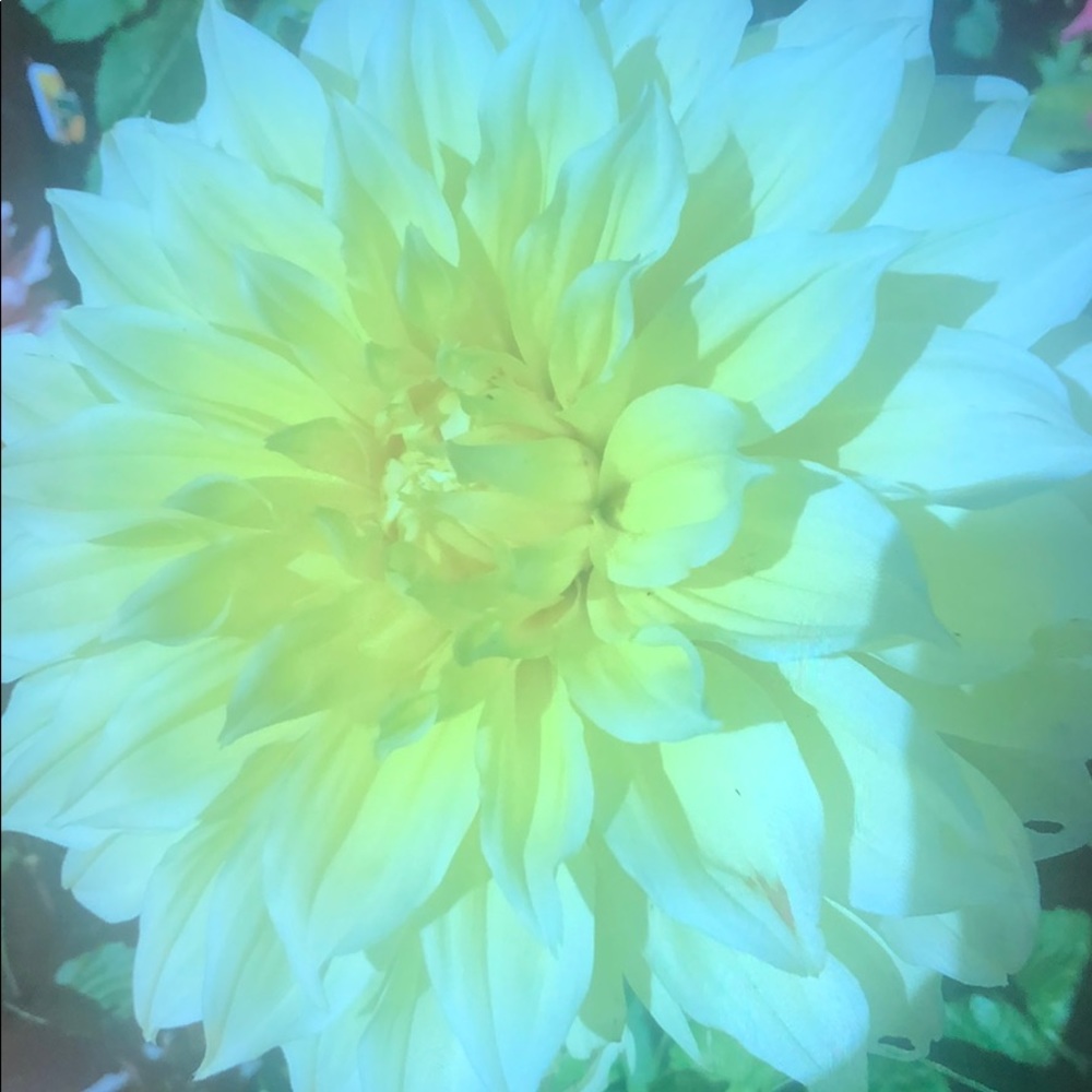 Meet your Posher, Dawn